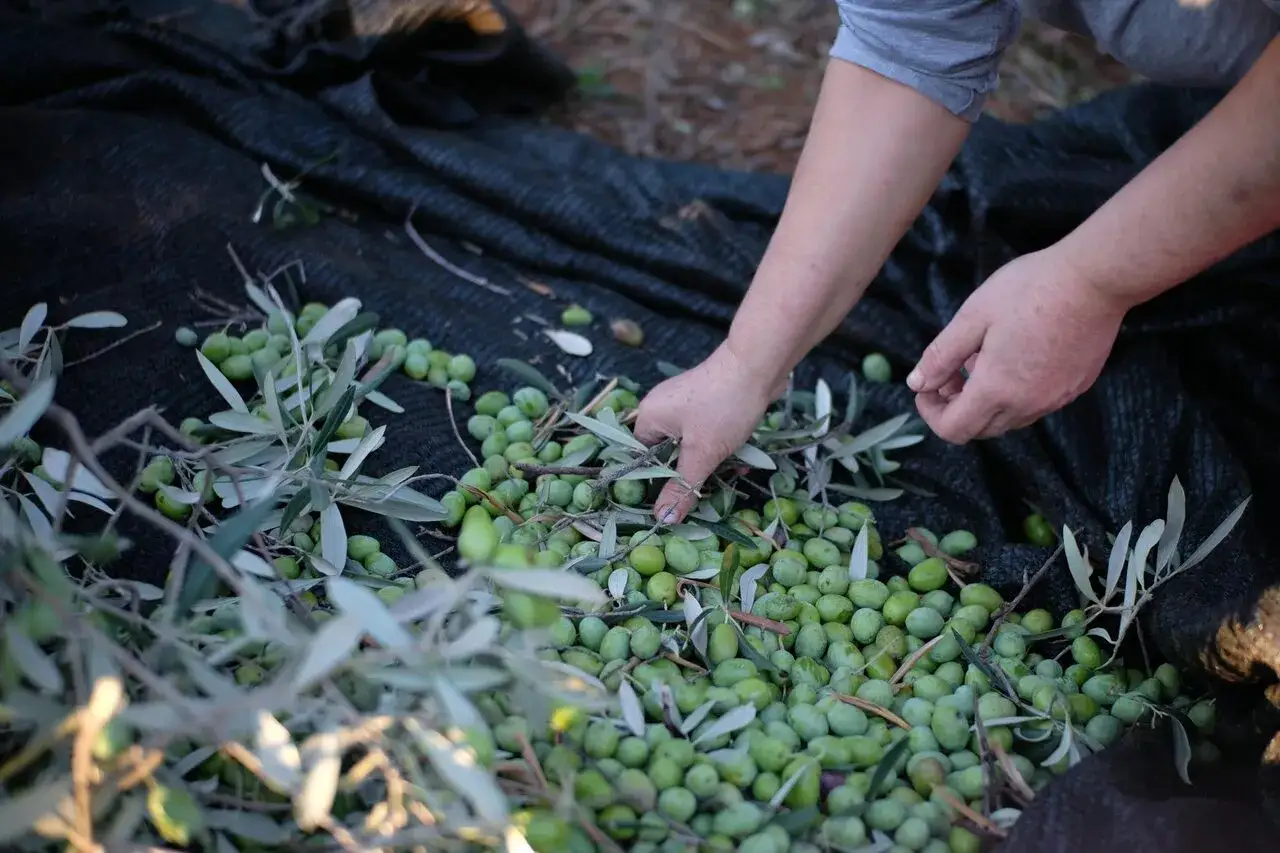 Mani raccolgono olive verdi fresche durante l'olivenernte gardasee, un momento di tradizione e sapore.