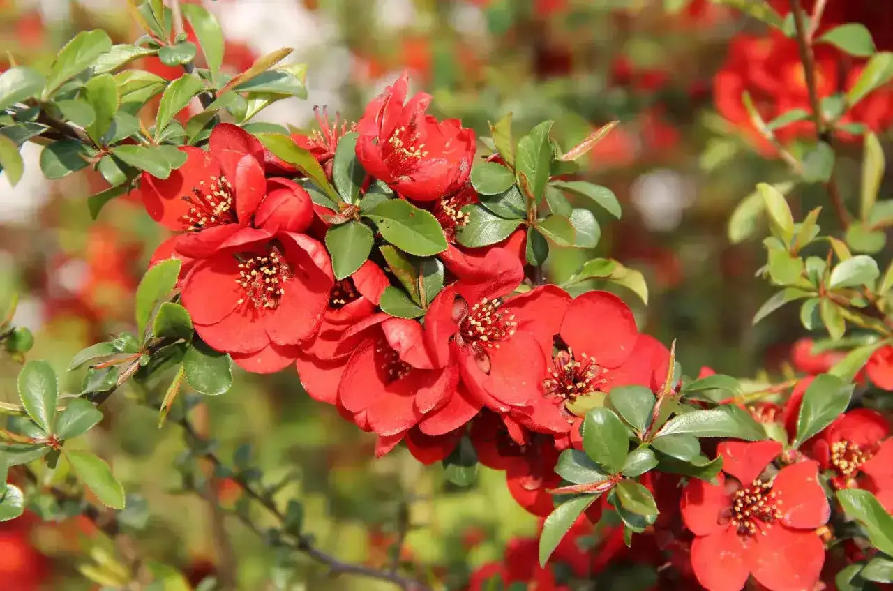 Bouture de cognassier en pleine floraison, ses fleurs rouges vives contrastent avec le feuillage vert.
