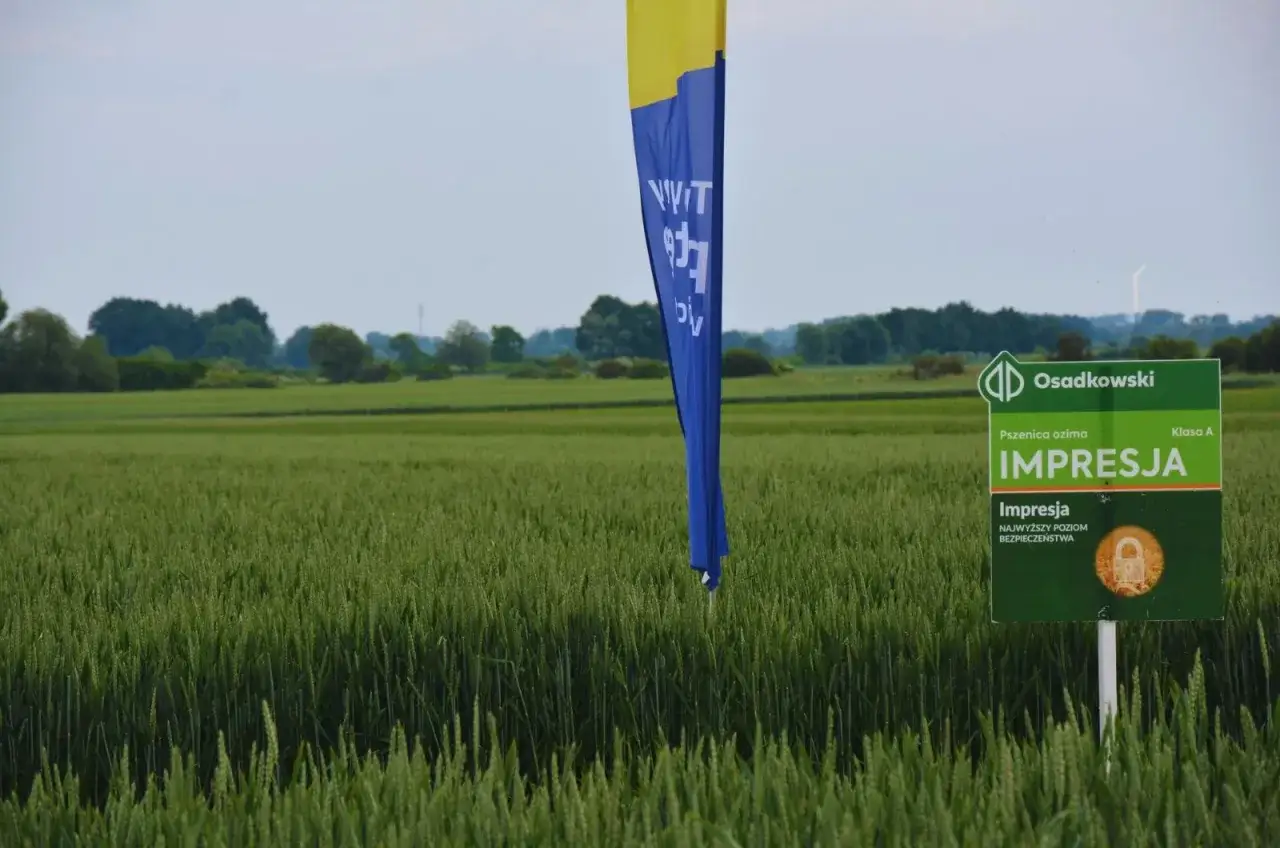 Pole pszenicy ozimej odmiany Imprezja, z tabliczką informującą o najwyższym poziomie bezpieczeństwa.