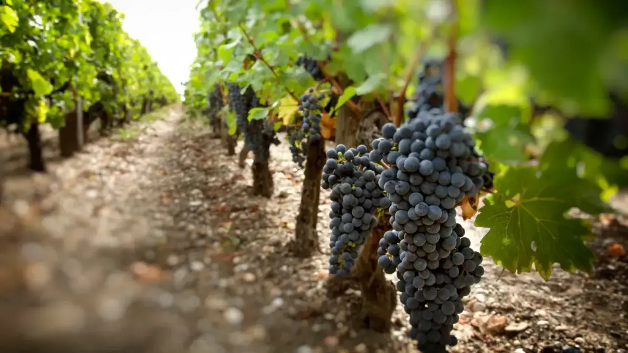 Rangs de vignes charg&eacute;es de raisins noirs, promesse d'une nouvelle tendance vin.