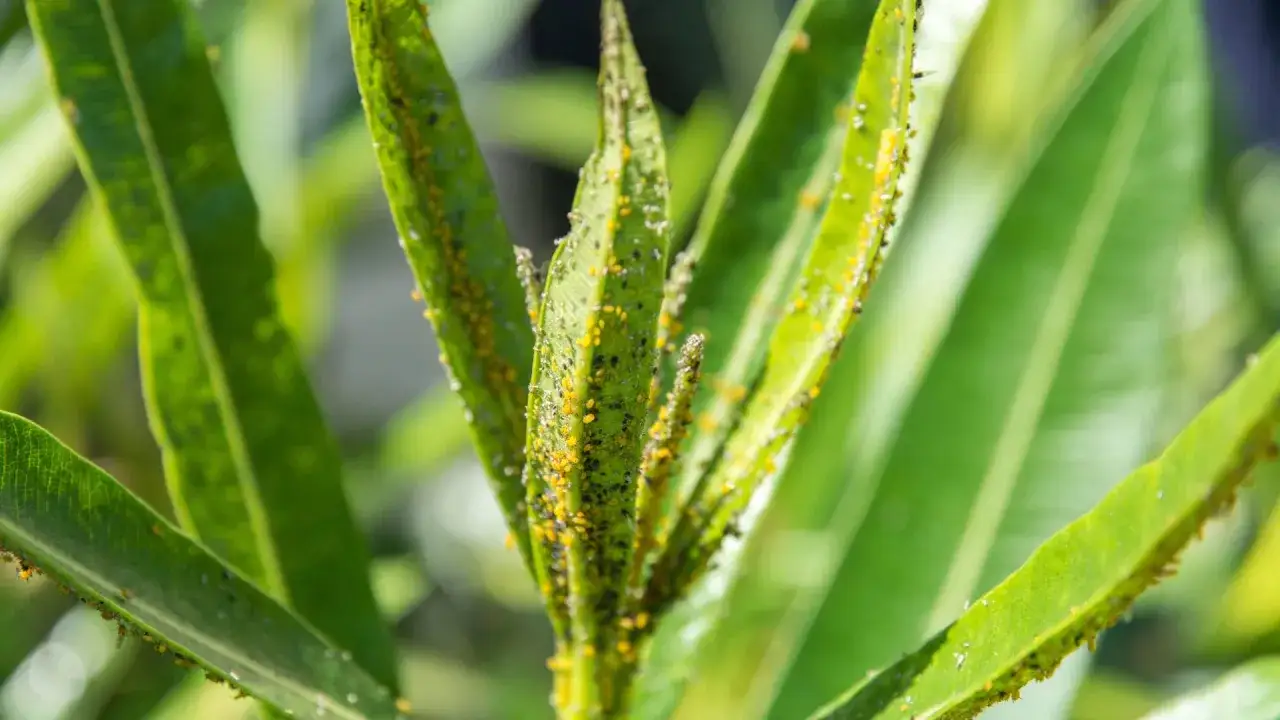 Oleander-Bl&auml;tter befallen von Blattl&auml;usen, ein Zeichen f&uuml;r Oleander-Krankheiten. Kleine gelbe und schwarze Insekten bedecken die jungen Triebe und Bl&auml;tter.