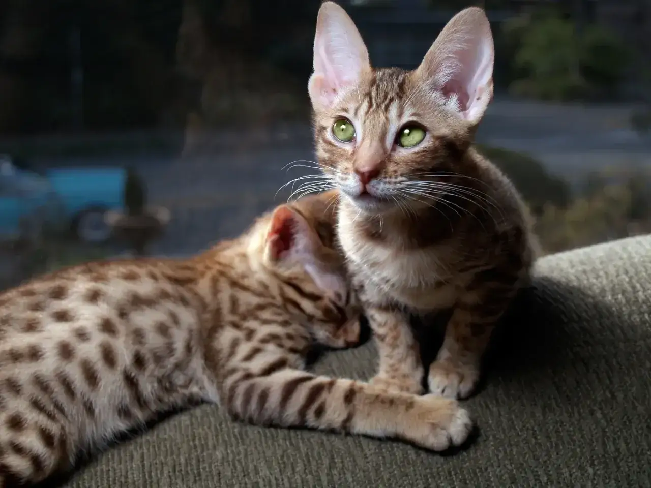 Dwa urocze kociaki rasy Ocicat, jeden śpi, drugi czujnie obserwuje otoczenie. Zastanawiasz się nad ocicat cena?