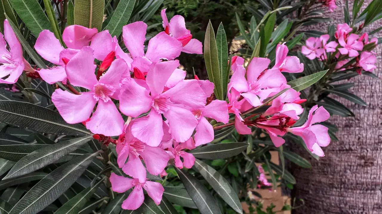 Piękne, różowe kwiaty oleandra. Warto pamiętać, czy oleander jest trujący, bo tak, jest.