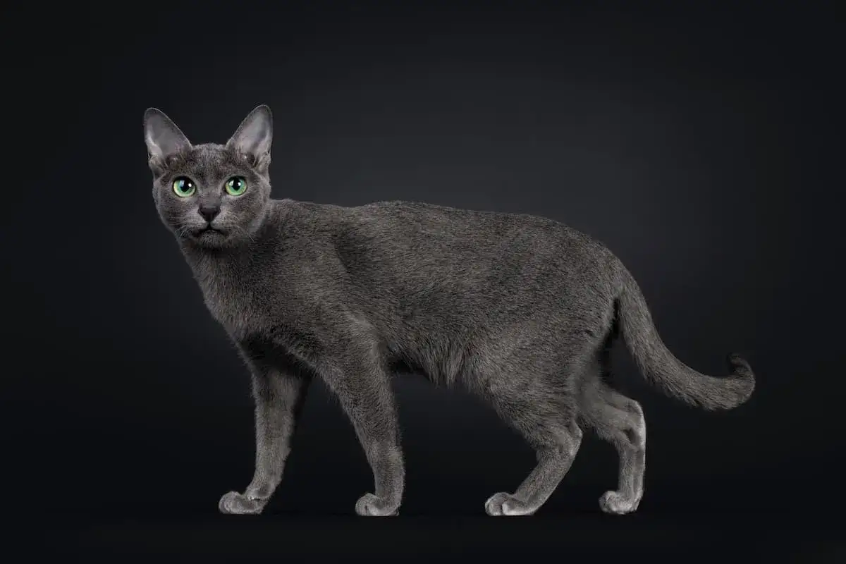 Un elegante gatto Korat, con il suo manto grigio-blu e gli occhi verdi smeraldo, posa su uno sfondo nero.