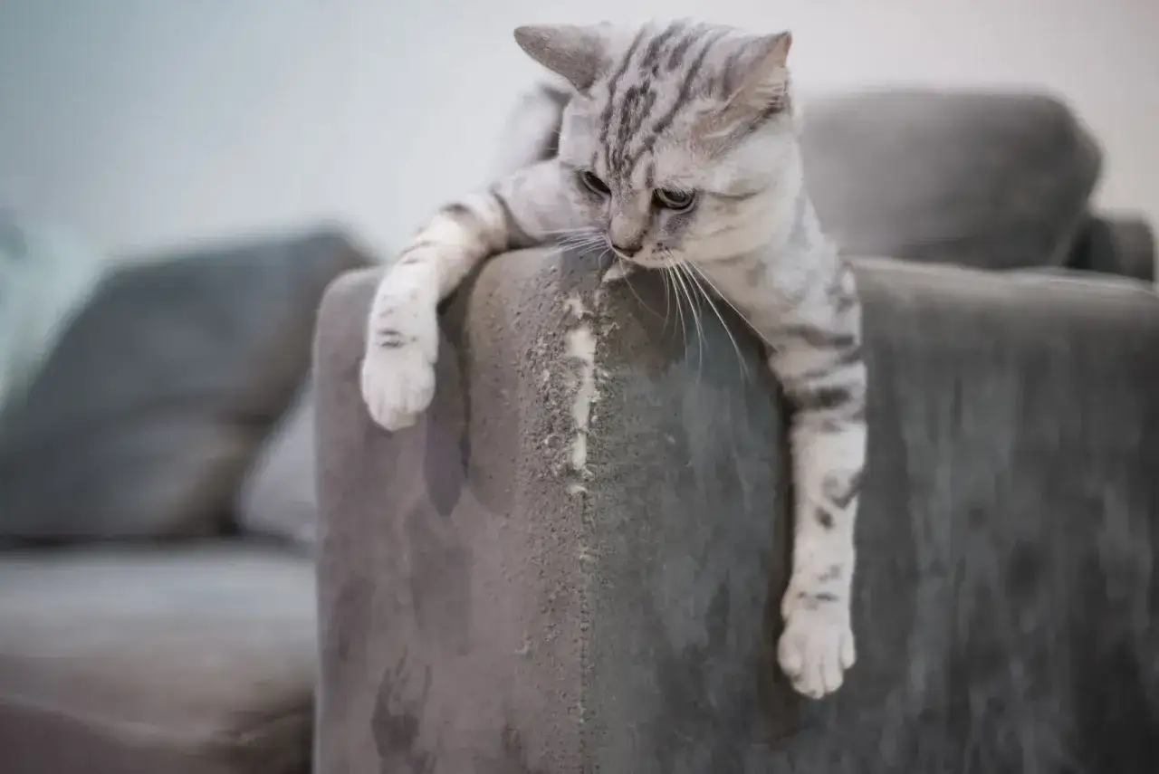 Graue Katze mit Streifen hängt über die Ecke eines Sofas, das sie gerade bearbeitet hat.