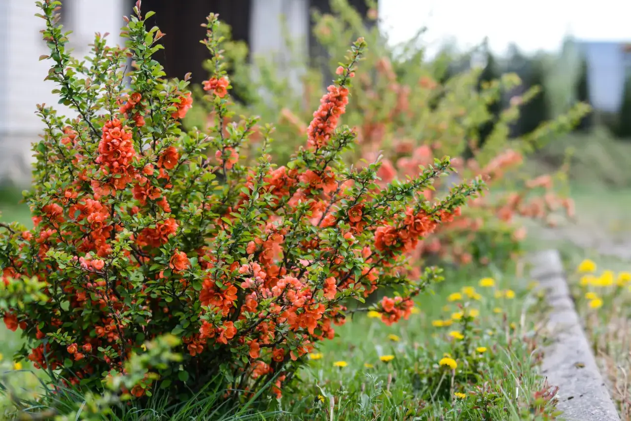 Un cognassier du Japon en pleine floraison, ses branches charg&eacute;es de fleurs orange vif contrastent avec le vert des feuilles.