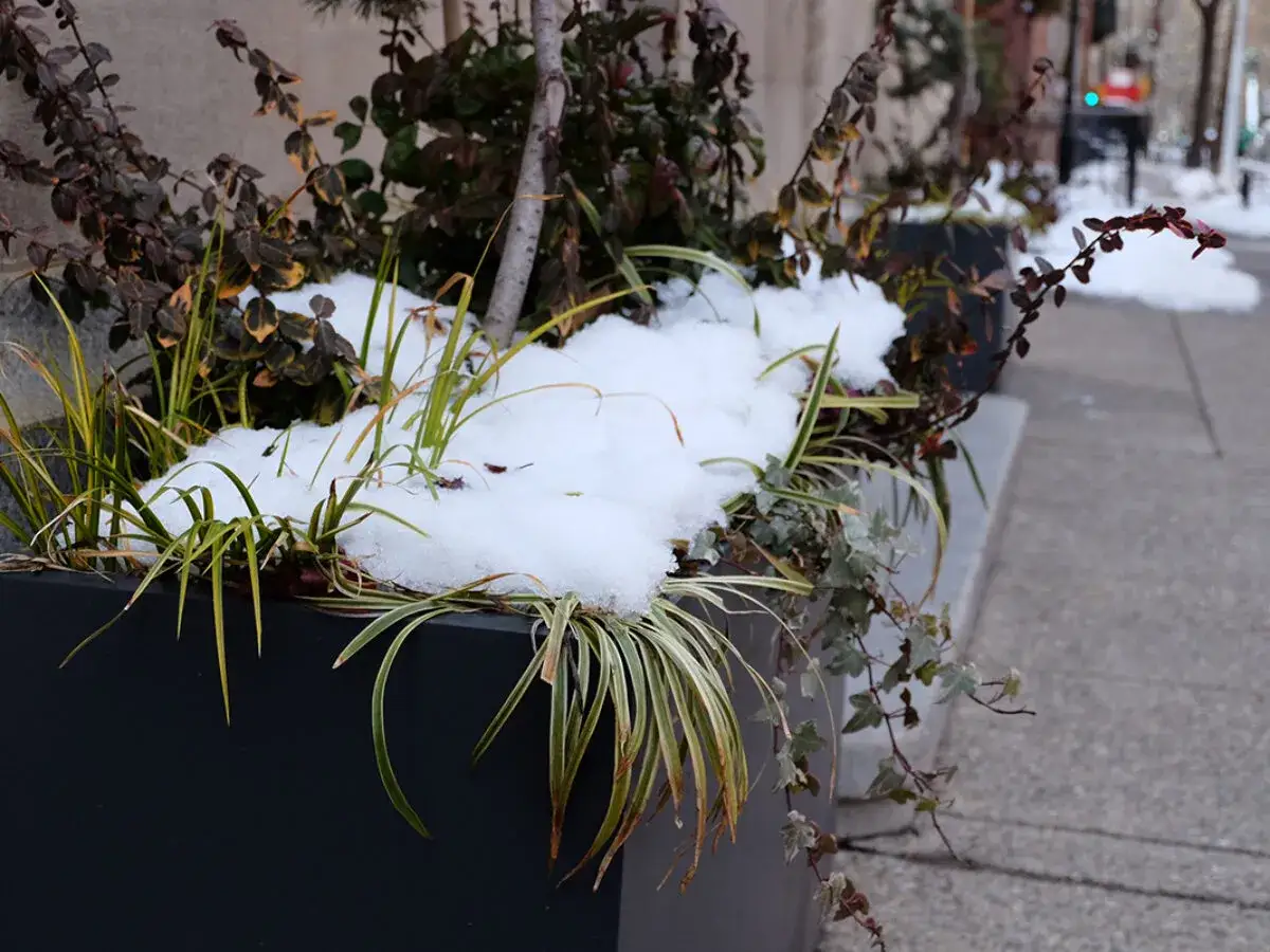 Plantes en pot sur un trottoir enneig&eacute;, montrant la protection des plantes en hiver.