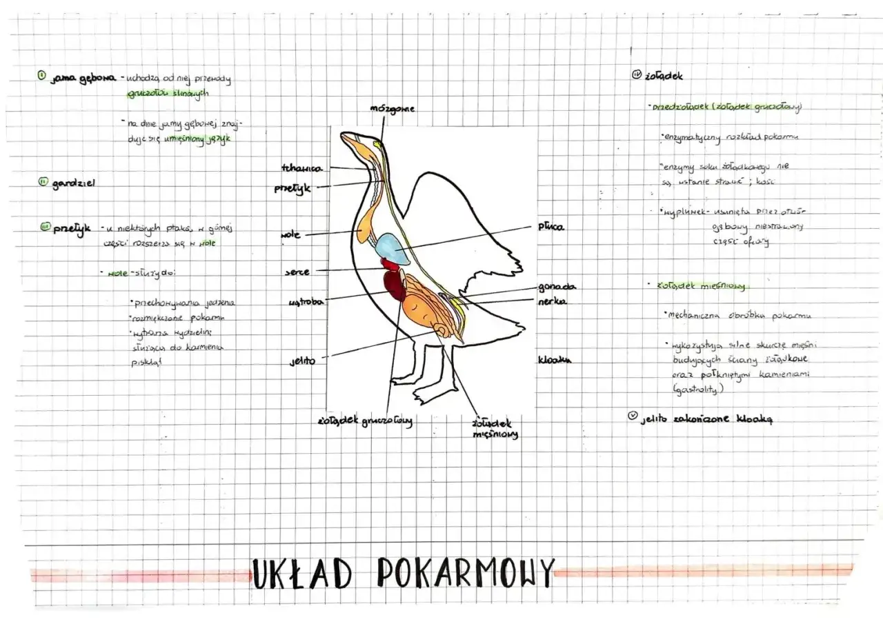 Układ oddechowy ptaka schemat