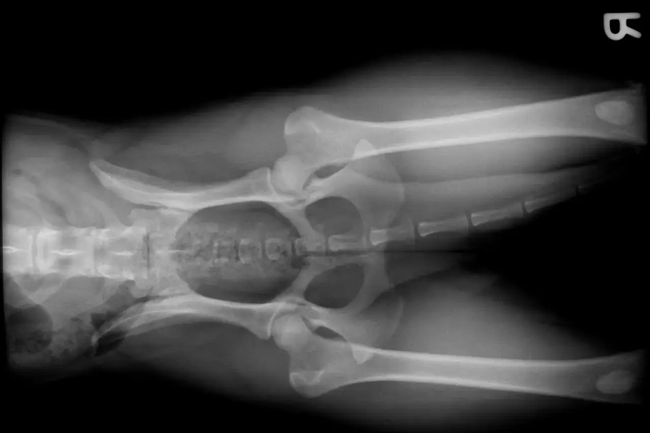 Radiograf&iacute;a de cadera de perro mostrando displasia. Se observa la pelvis y f&eacute;mures.