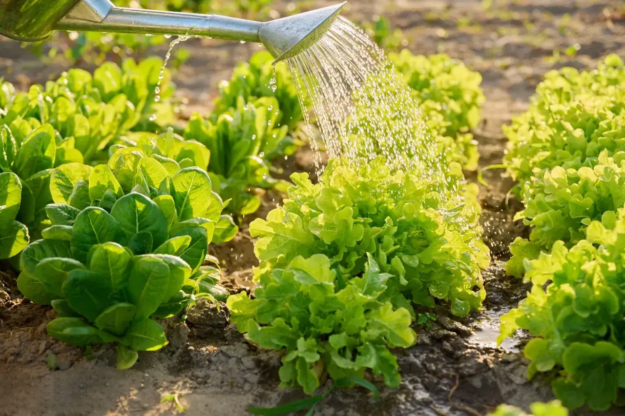Arrosage des salades dans un potager. L'eau tombe d'un arrosoir sur des rangées de laitues vertes et luxuriantes, créant un spectacle rafraîchissant.