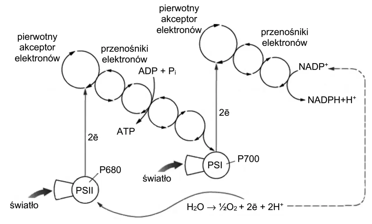 Schemat przedstawia proces, który wyjaśnia, co to fosforylacja. Pokazuje przepływ elektronów, produkcję ATP i NADPH podczas fotosyntezy.
