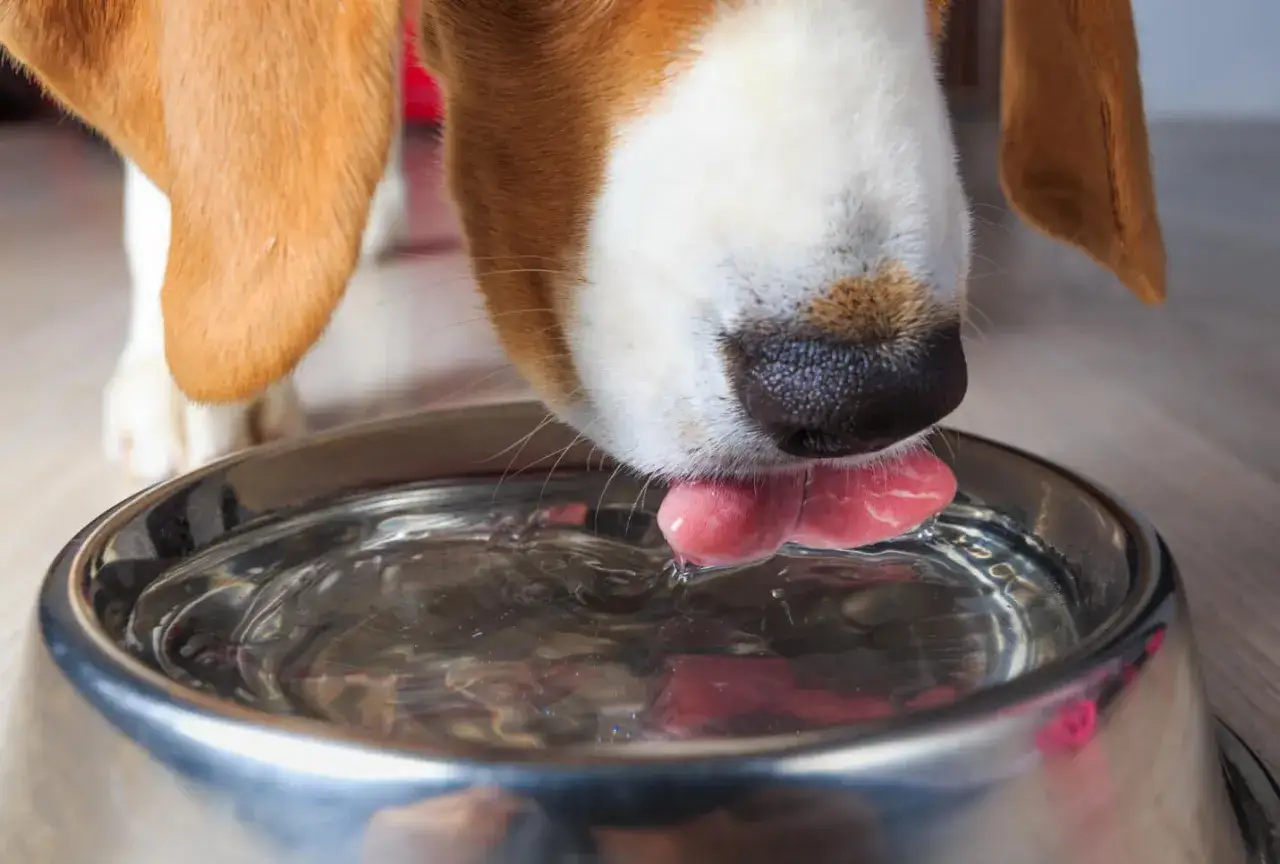A beagle's tongue laps water from a bowl. While some wonder if dogs can drink Gatorade, this pup is enjoying plain water.