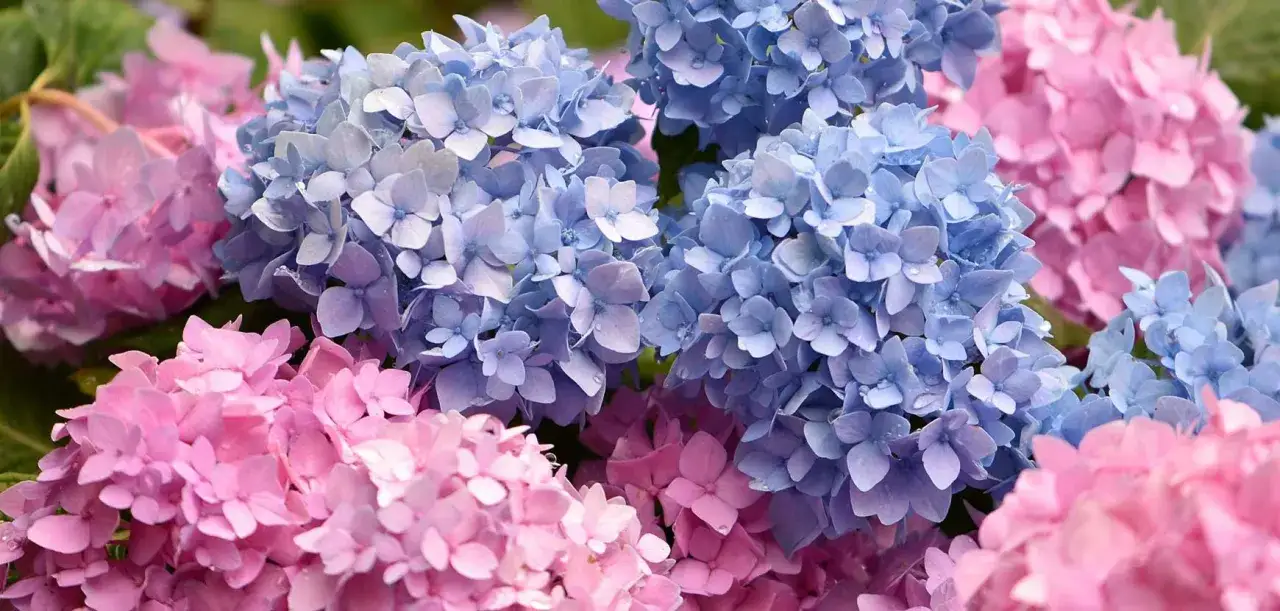 Gros plan sur des hortensias bleus et roses, leurs fleurs délicates évoquant la richesse d'une terre pour hortensia.