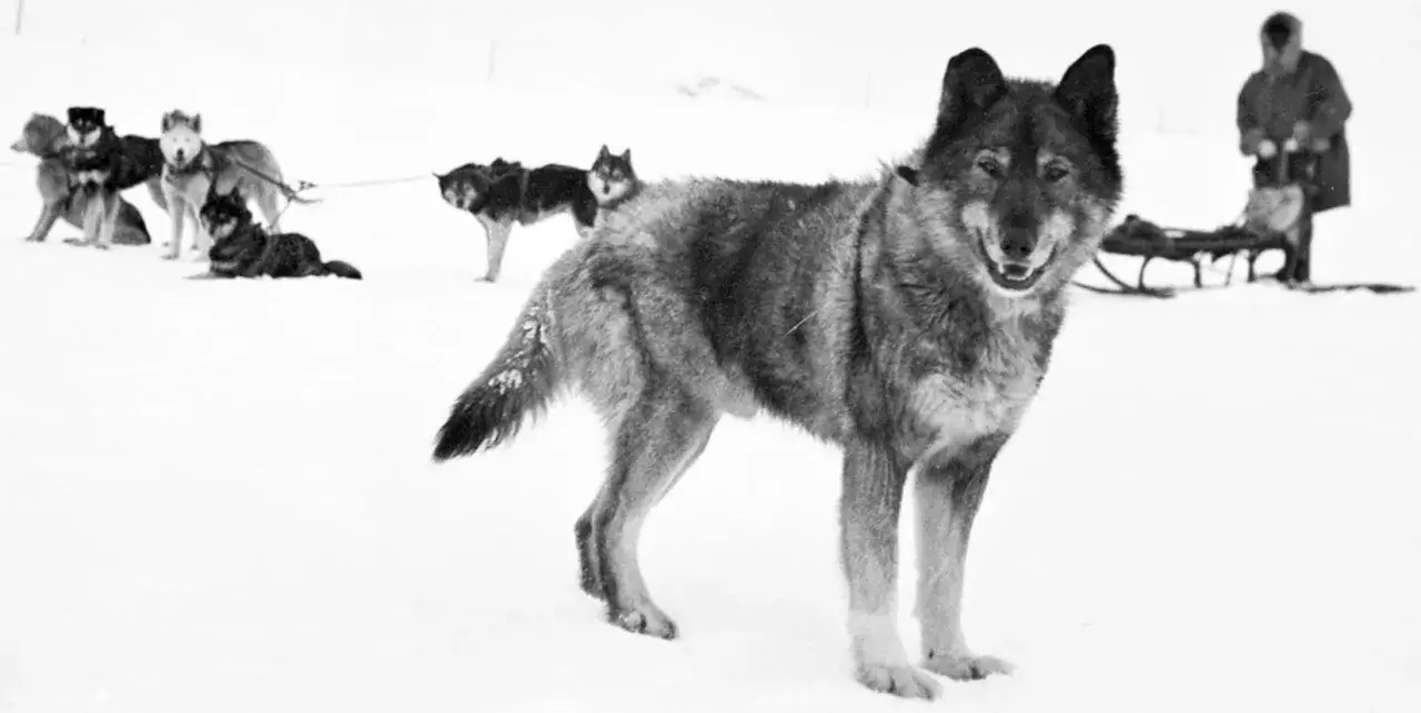 En hund, som fr&aring;n en togo film, st&aring;r i sn&ouml;n framf&ouml;r en sl&auml;de och en person. Fler hundar syns i bakgrunden.