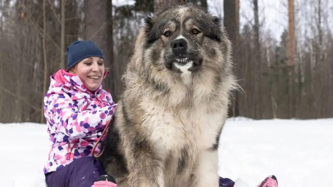 Una mujer sonríe sentada en la nieve junto a un imponente pastor del Cáucaso, con un pelaje espeso y protector.
