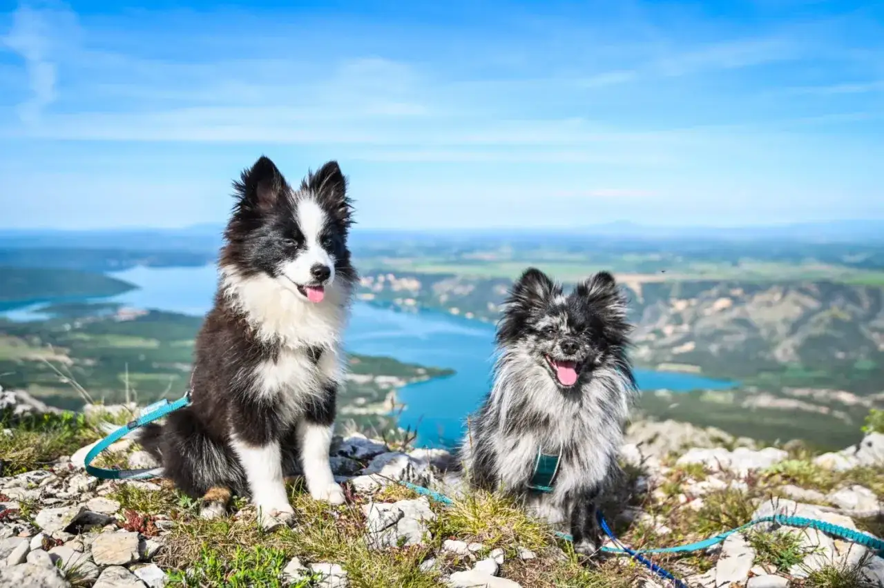 Deux adorables chiens profitent de la vue spectaculaire sur la gorge du Verdon, le ciel bleu et l'eau turquoise en toile de fond.