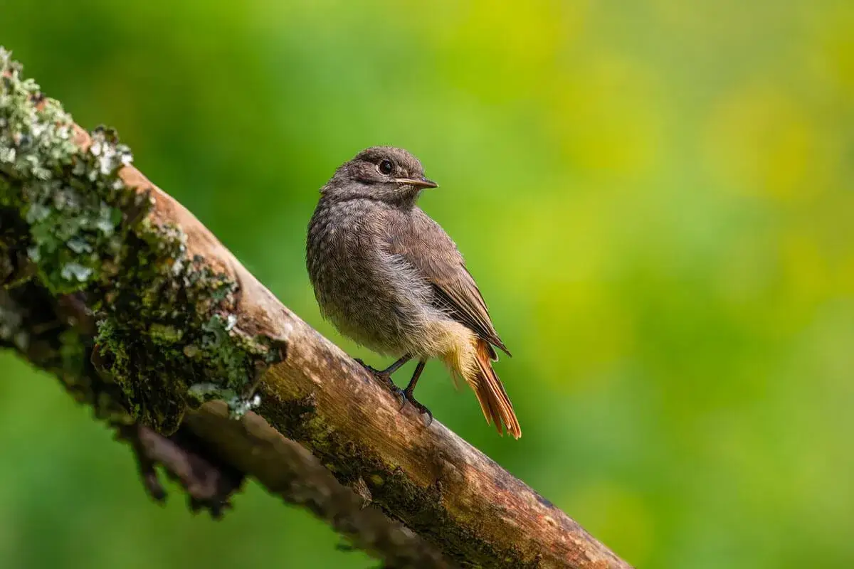 Ein kleiner Vogel mit braunem Gefieder und rostbraunem Schwanz sitzt auf einem Ast. Er könnte gerade seine vogelstimmen vorspielen.