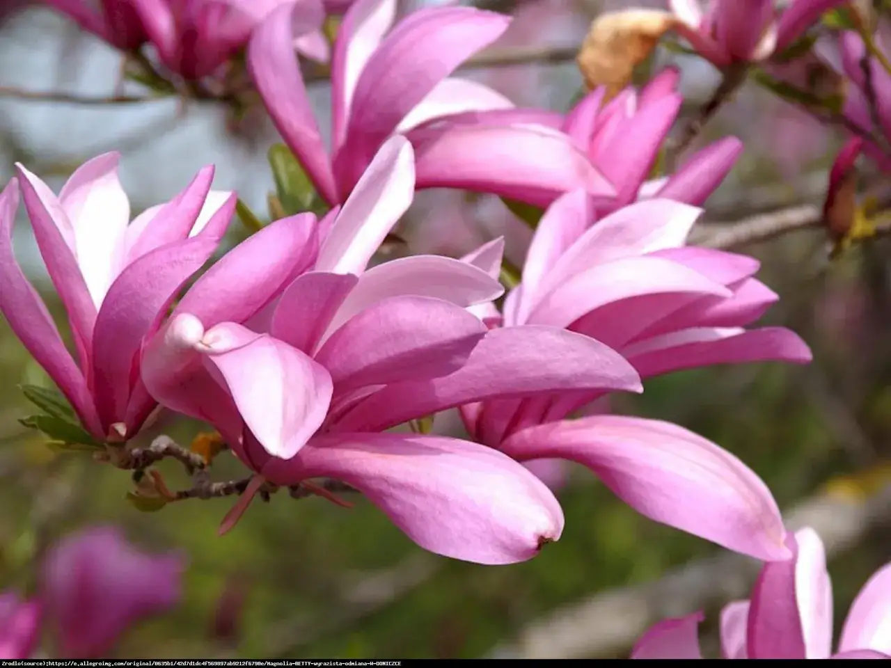 Magnolia Betty w pełnym rozkwicie, jej różowe płatki delikatnie się otwierają, zapraszając do podziwiania wiosennej urody.