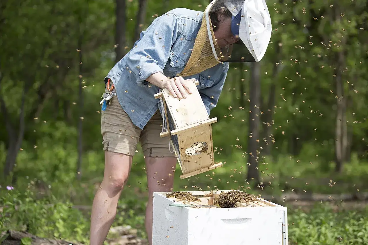 A beekeeper in a protective suit works with a hive, surrounded by a swarm of bees. This scene captures the essence of a master beekeeper program.