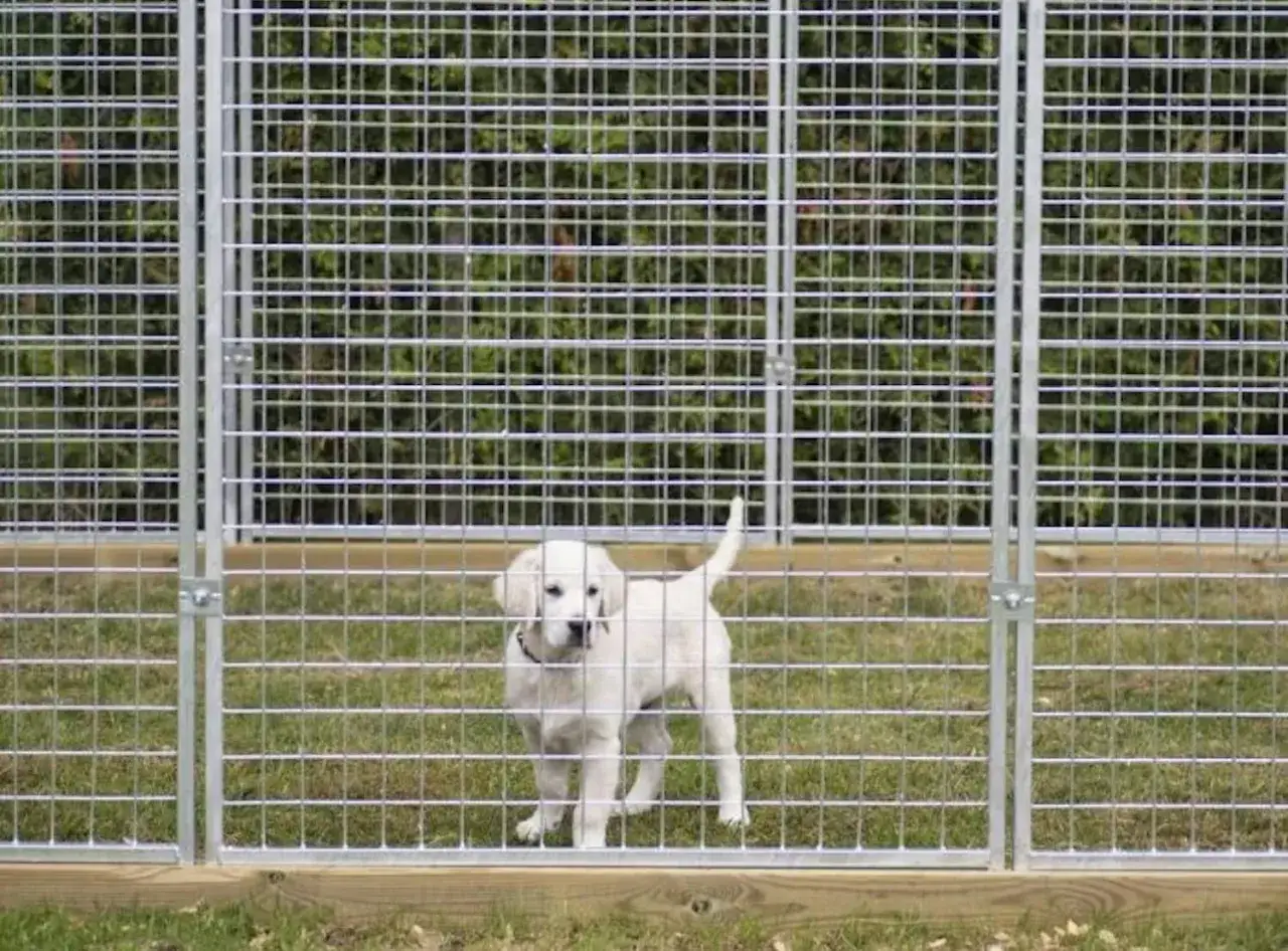 En s&ouml;t valp tittar ut fr&aring;n en nybyggd hundg&aring;rd. Perfekt f&ouml;r att bygga hundg&aring;rd och ge din hund en s&auml;ker plats.