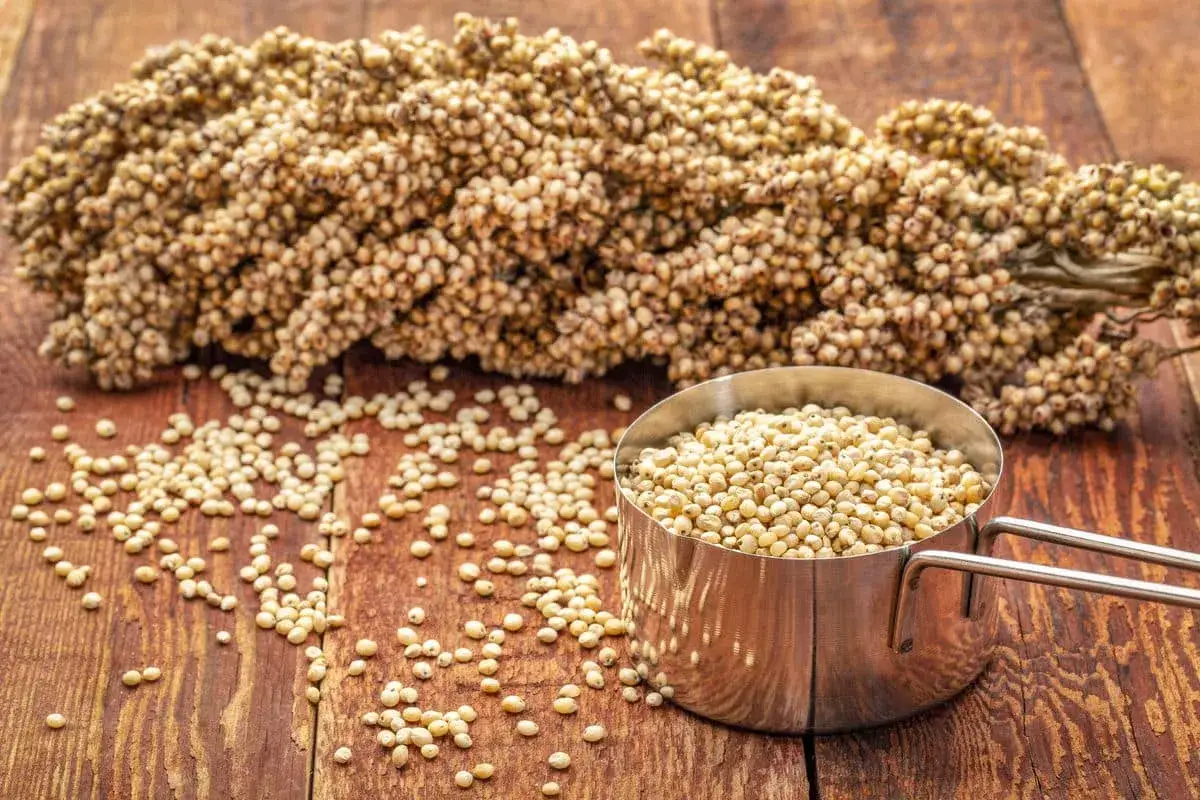 Kłosy i ziarna sorgo w metalowej miarce. To zdrowe zboże, które warto poznać!
