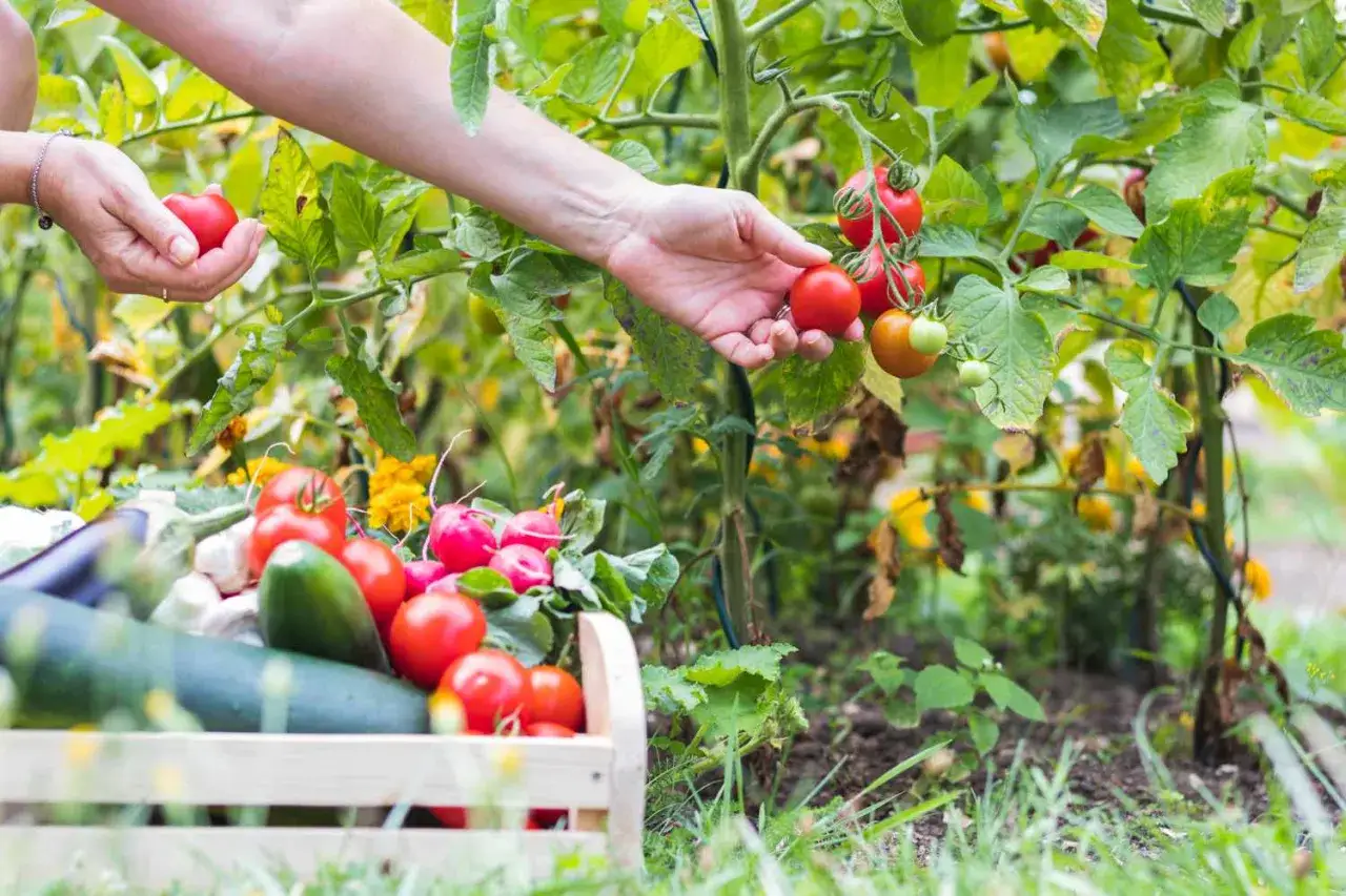 H&auml;nde ernten Tomaten. Im Hintergrund ein Korb mit Zucchini, Radieschen und Tomaten. Eine gute Ernte im Juli zeigt, was man im Juli pflanzen kann.