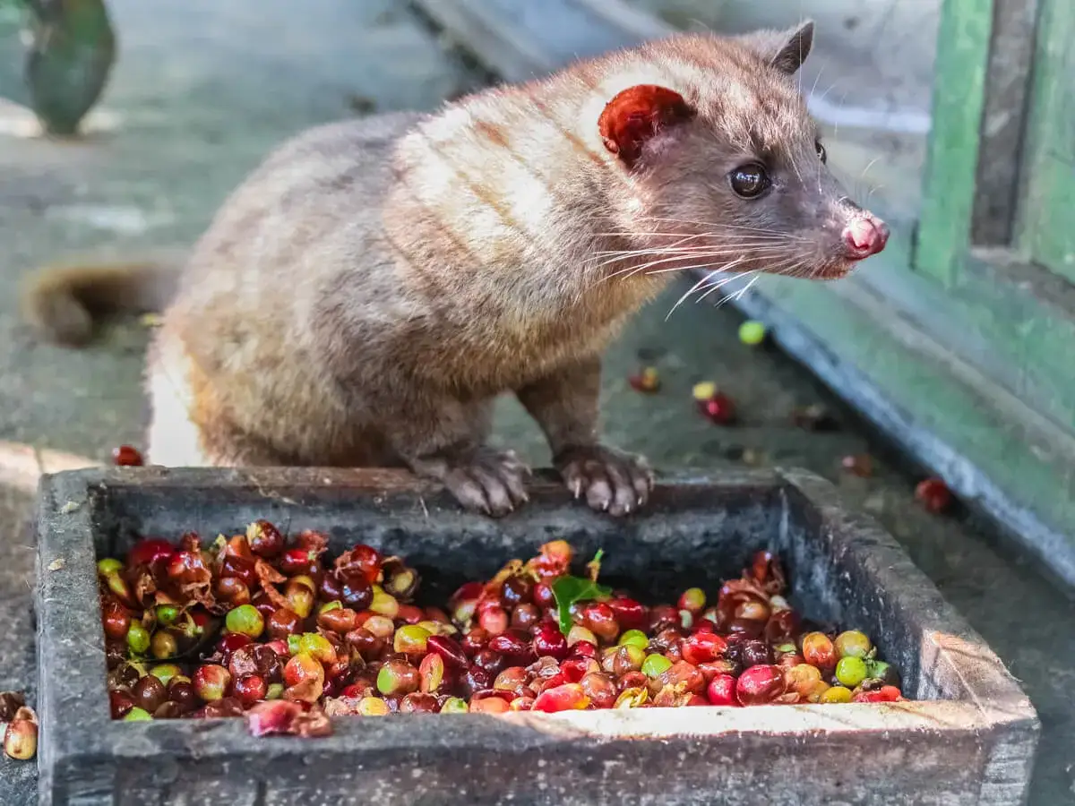 Kopi luwak zwierzę, cywetka, je dojrzałe owoce kawy z kamiennej misy.