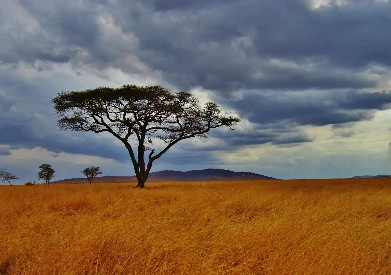 Un solitario albero si staglia su un prato dorato, tipico delle **piante della savana**, sotto un cielo minaccioso.