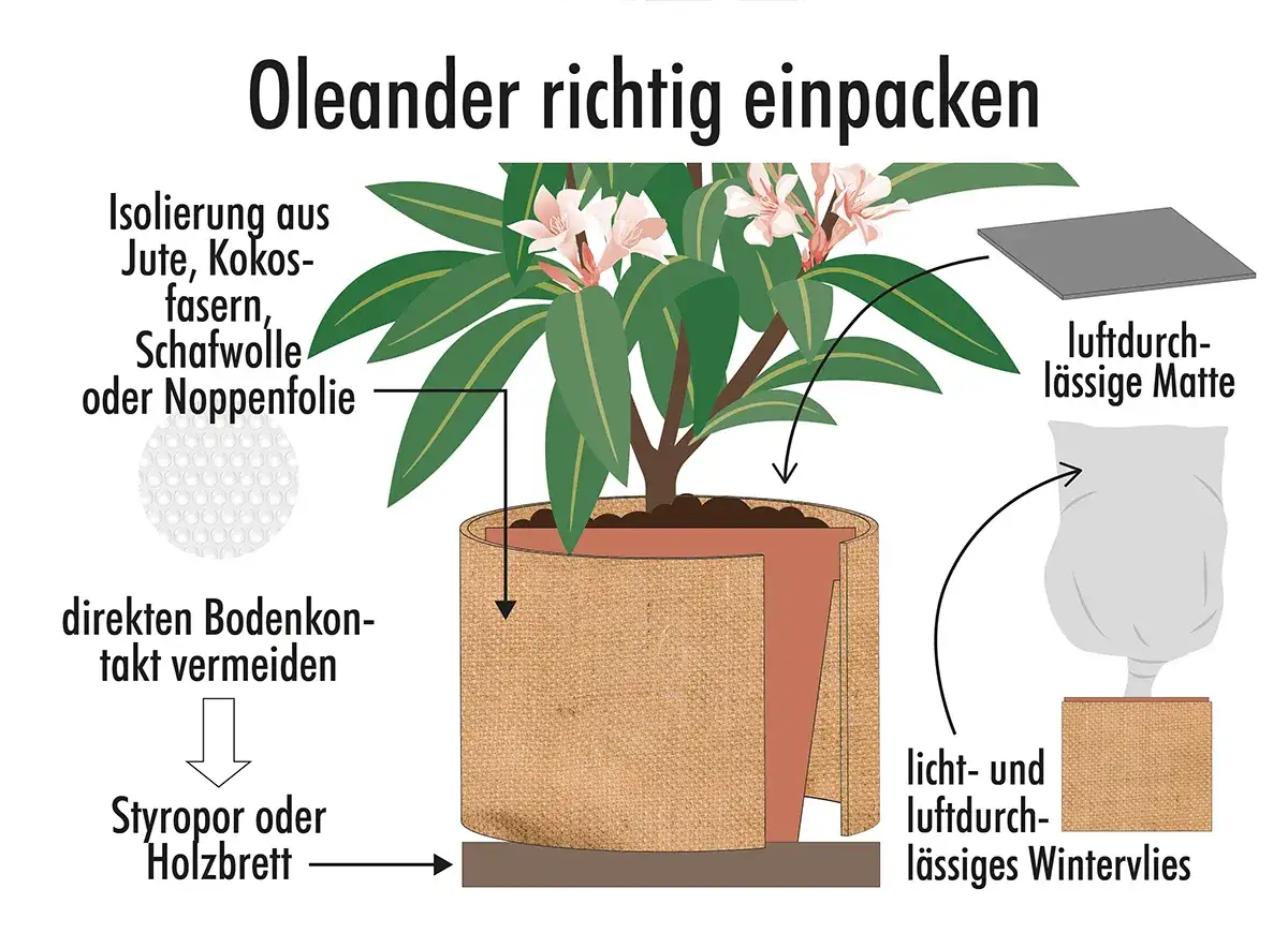 Oleander richtig einpacken: Isolierung aus Jute, Kokosfasern, Schafwolle oder Noppenfolie schützt den Kübel. Styropor oder Holzbrett vermeiden Bodenkontakt. So wird der Oleander winterhart.