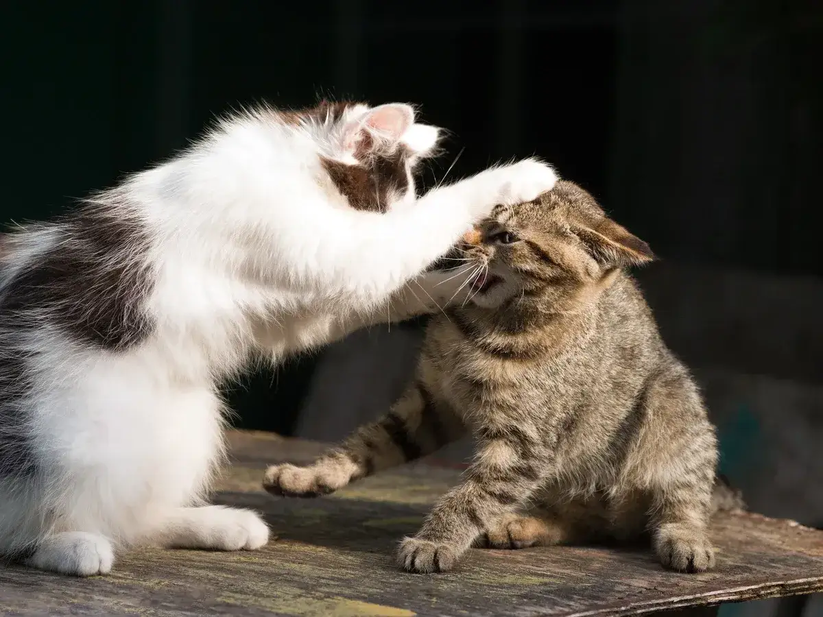 &iexcl;Ay, mis gatos se pelean! Un gato blanco y negro empuja la cabeza de un gato atigrado.