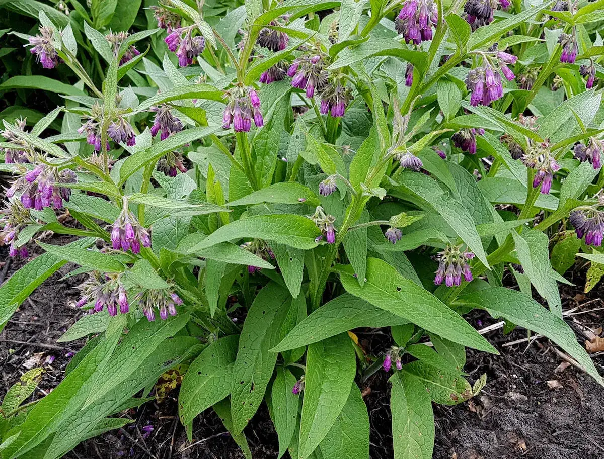 Beinwell pflanzen mit vielen kleinen, lila Blüten und großen, grünen Blättern im Garten.