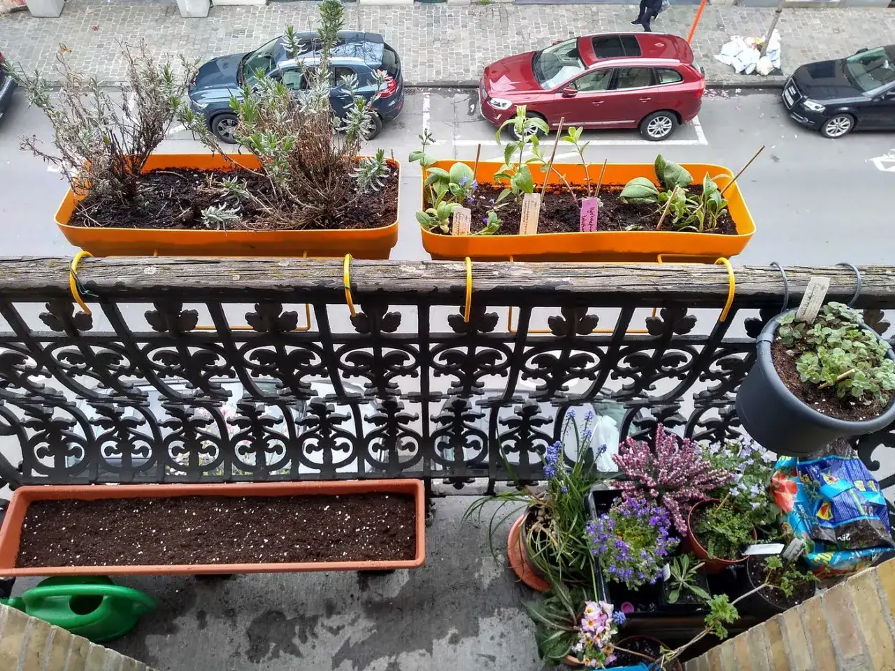 Balkon mit bienenfreundlichen Petunien und Kräutern. Lavendel und junge Pflanzen in orangen Kästen, darunter bunte Blumen und ein leerer Kasten.