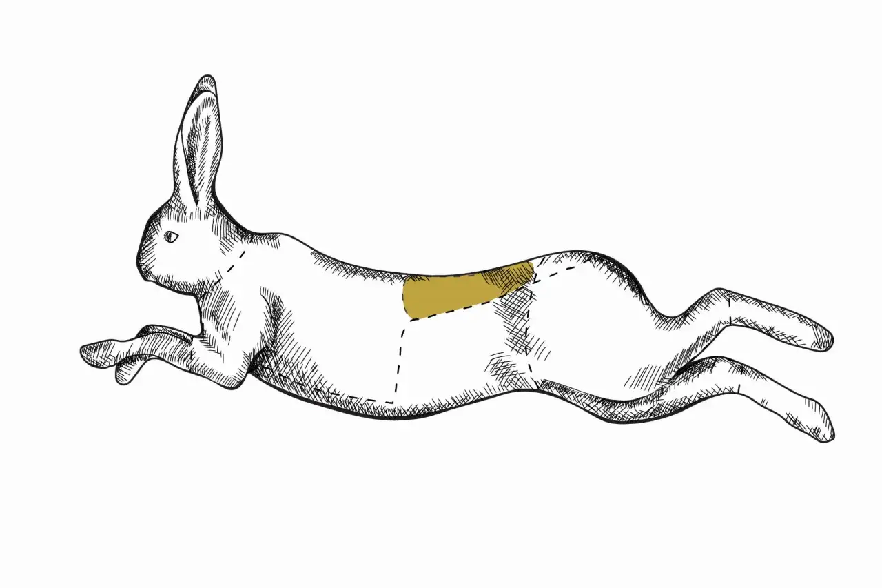 Ilustracja królika w biegu z zaznaczonym fragmentem grzbietu. Ciekawe ciekawostki o królikach mogą dotyczyć ich szybkości i anatomii.