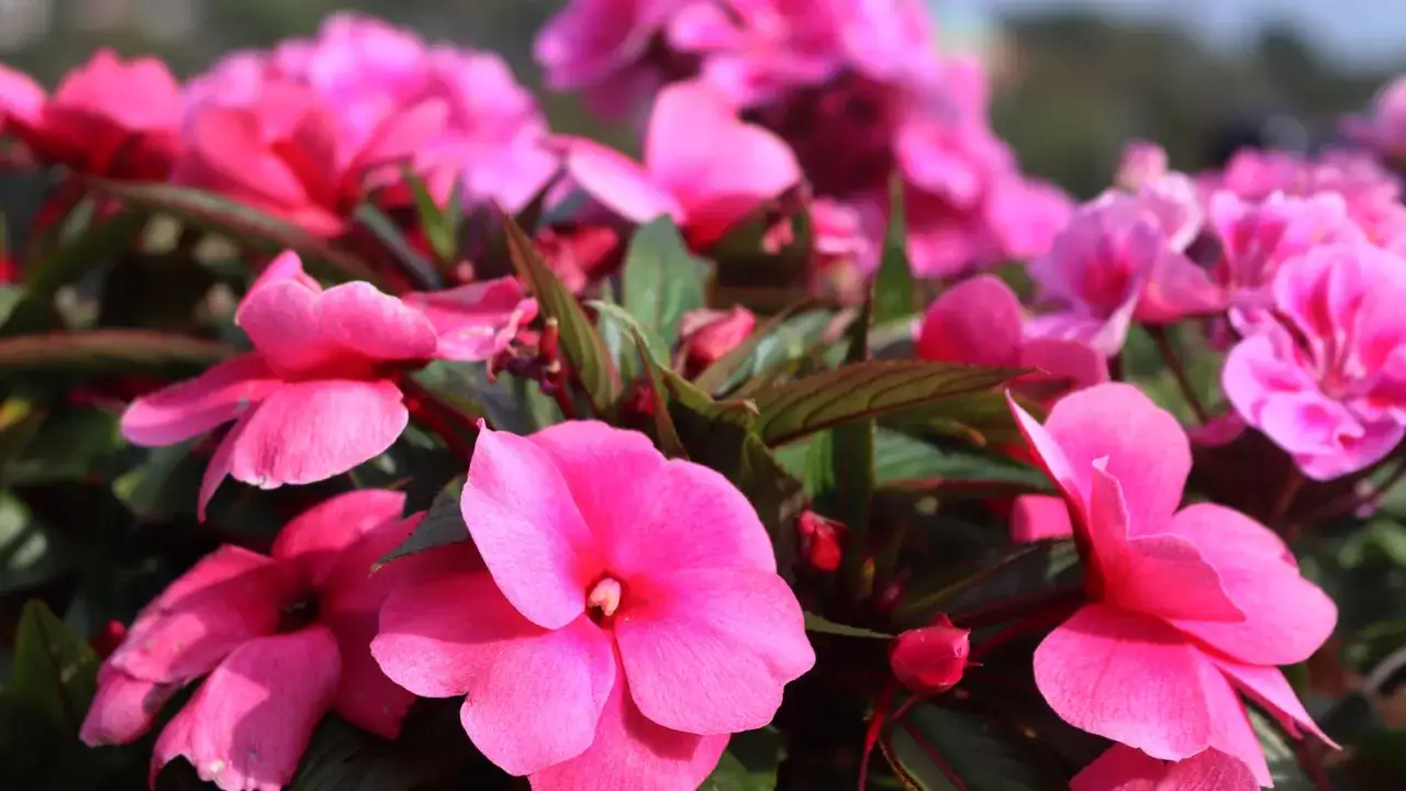 Vibrant pink impatiens are growing in a lush display, their delicate petals catching the sunlight.