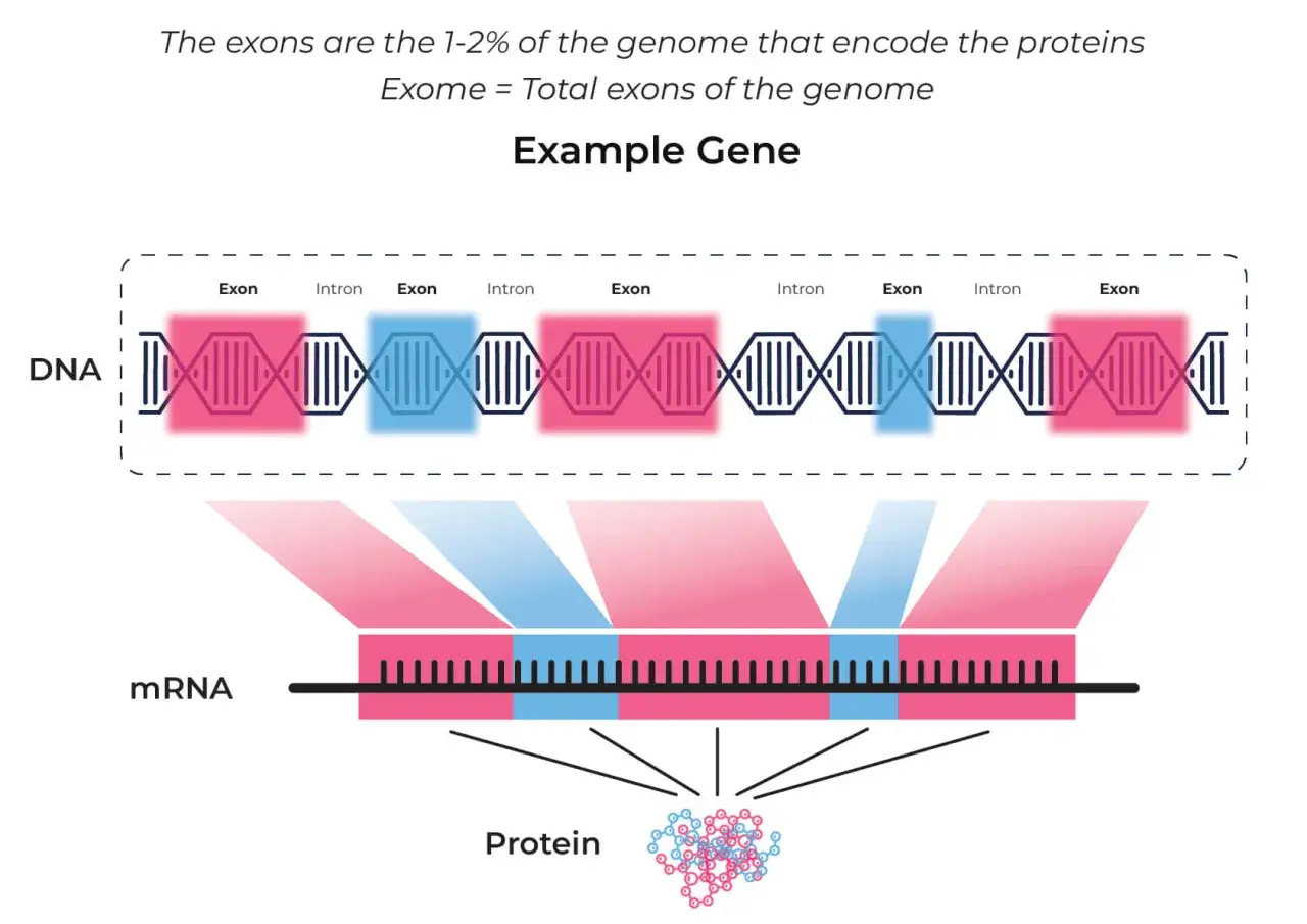 Ilustración del exoma clínico: ADN con exones (rosa/azul) e intrones, transcrito a ARNm y luego a proteína.