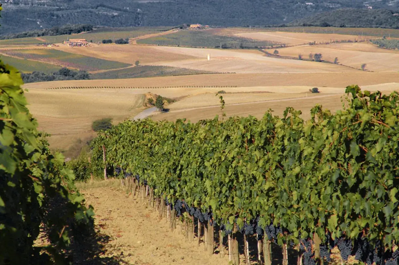 Vigneti rigogliosi con grappoli maturi, tipici del vitigno brunello di montalcino, si estendono su dolci colline toscane.