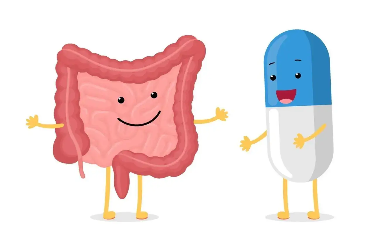 Intestino sonriente y cápsula de probiótico animada, ilustrando cómo tomar probióticos con antibióticos para un equilibrio saludable.