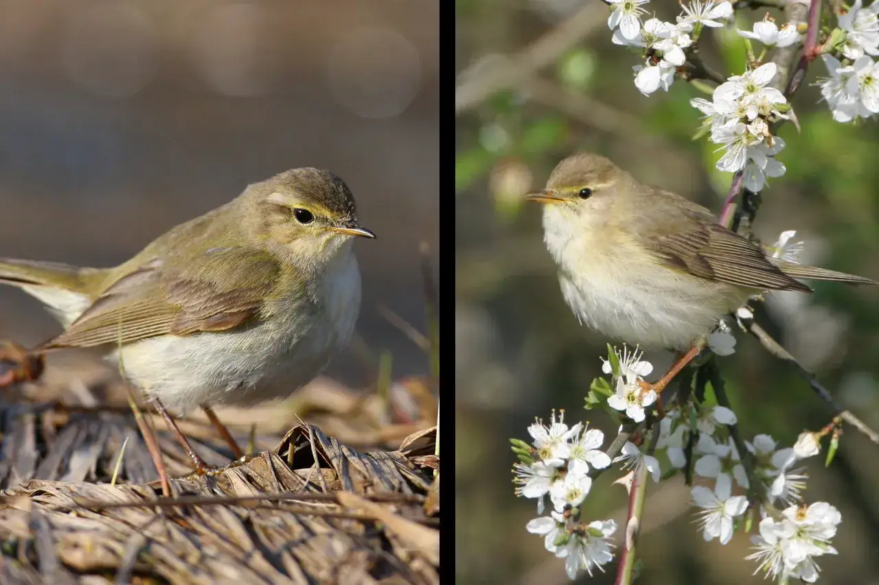 Zwei Fitis V&ouml;gel: einer auf trockenem Laub, der andere auf bl&uuml;hendem Zweig.
