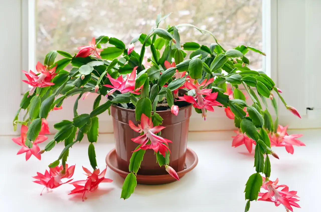 Un cactus con flores rosadas y verdes cuelga de una maceta en el alf&eacute;izar de una ventana.