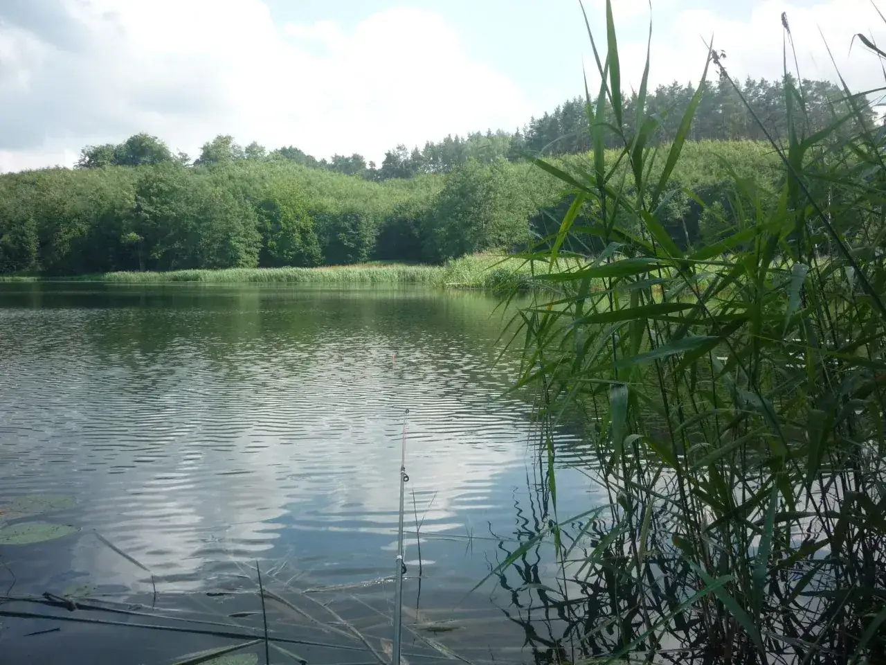 Spokojne jezioro, trzciny i wędka. Sprawdź cennik Jeziora Przechlewskiego i zaplanuj wędkowanie.