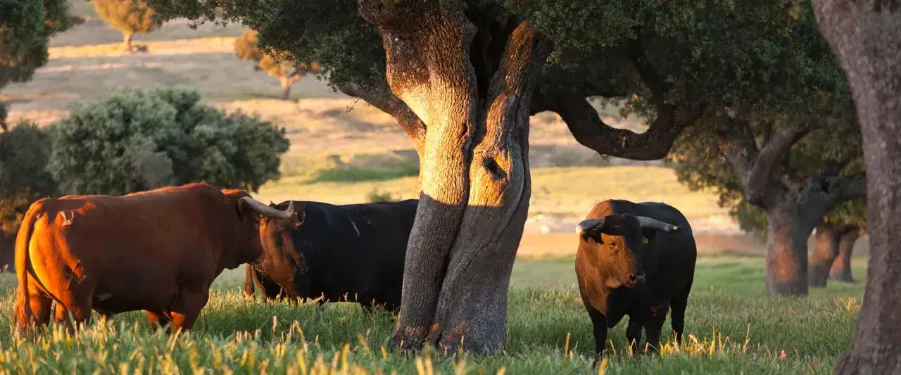 Tres toros pastan en un campo verde bajo la luz dorada del atardecer, cerca de un árbol robusto.