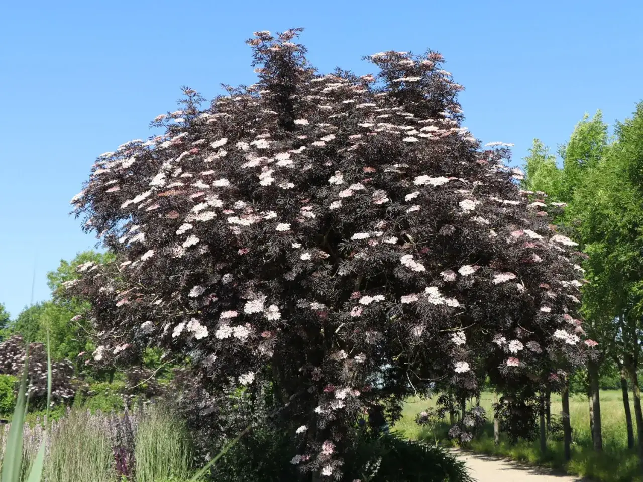 Ein blühender Holunderbusch mit dunklem Laub und zarten weißen Blüten. Vorsicht: holunderbeeren giftig!