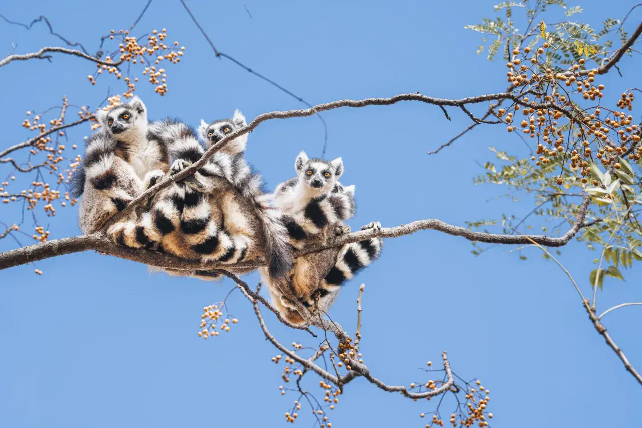 Lemury na drzewie, idealne do podziwiania podczas podróży na Madagaskar. Kiedy jechać, by zobaczyć te urocze zwierzęta?