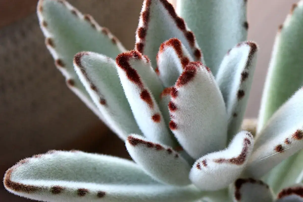 Feuilles du kalanchoe tomentosa, douces et duveteuses, bord&eacute;es de brun, ressemblant &agrave; des pattes de chat.