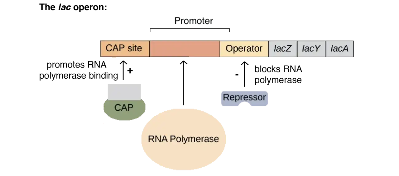 Schema zur Genregulation bei Prokaryoten: CAP-Protein, Repressor und RNA-Polymerase interagieren mit Promotor, Operator und Genen (lacZ, lacY, lacA).