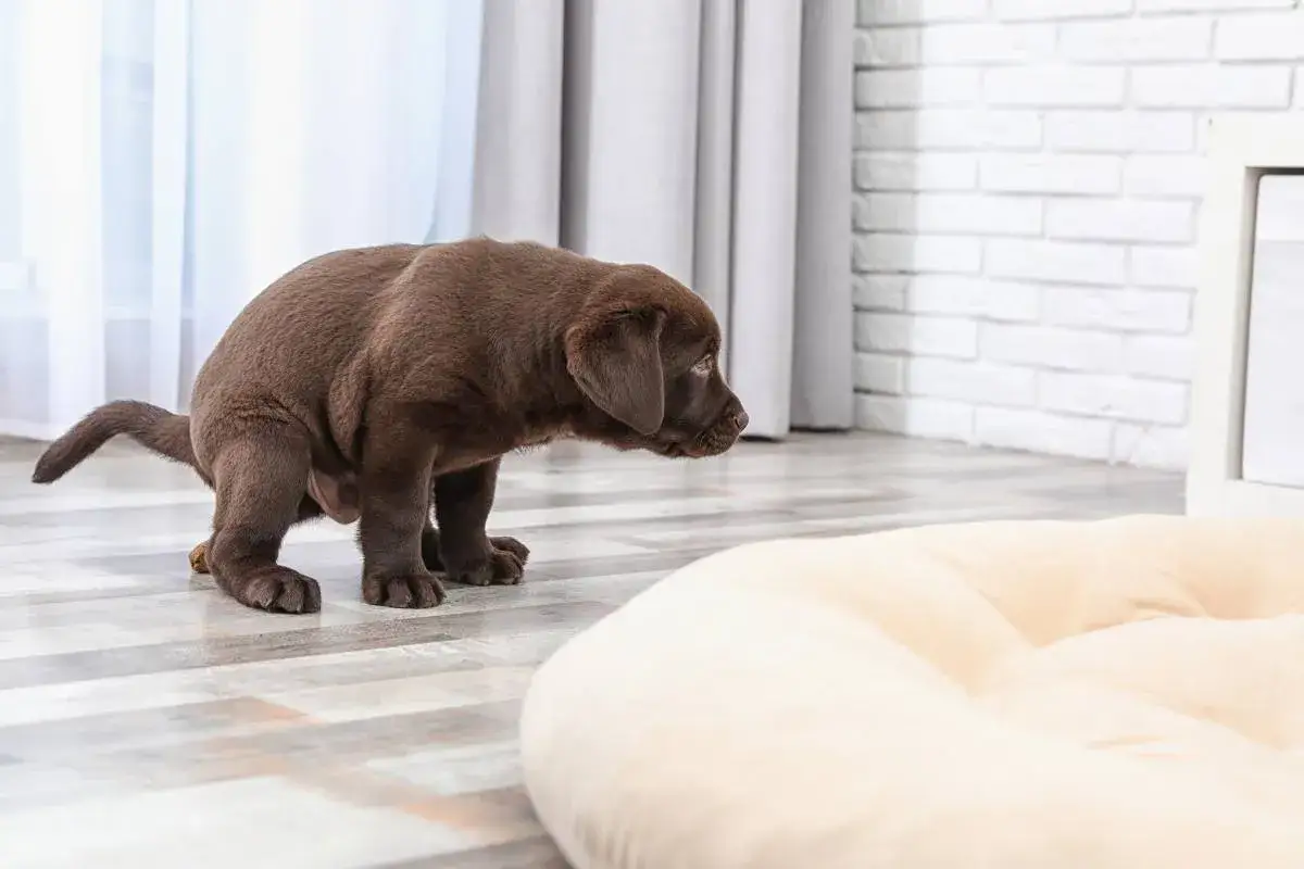 Un chiot brun fait ses besoins, une étape pour savoir à quel âge un chien est propre.