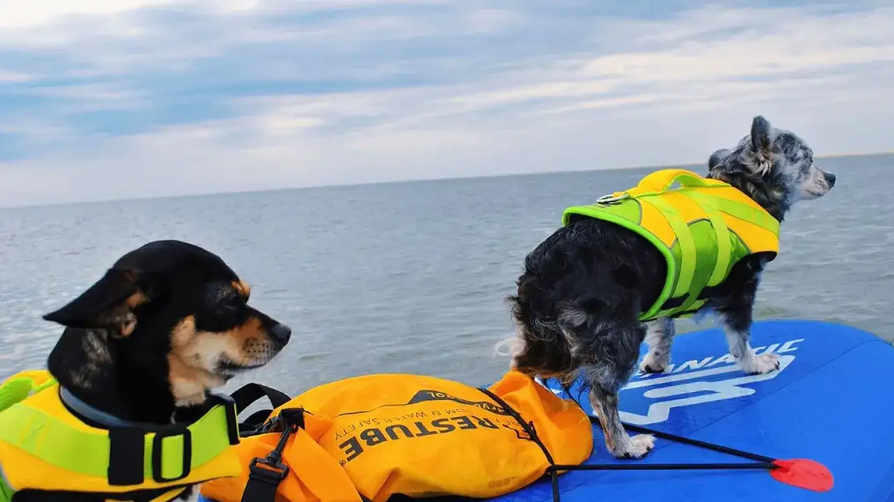 Zwei Hunde in Schwimmwesten auf einem SUP-Board. Einer schaut nach rechts, der andere nach links.