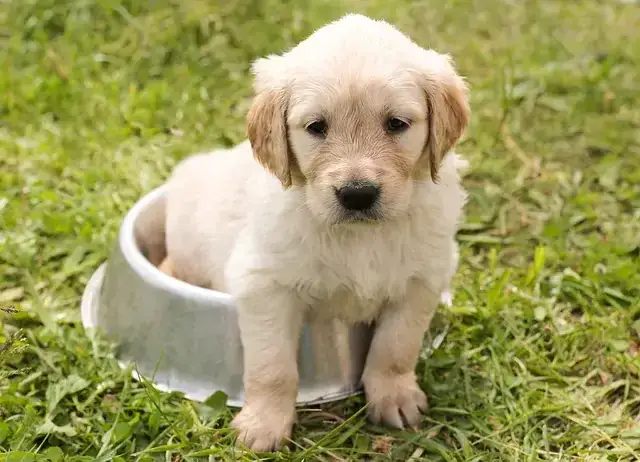Golden Retriever szczeniak rosnący