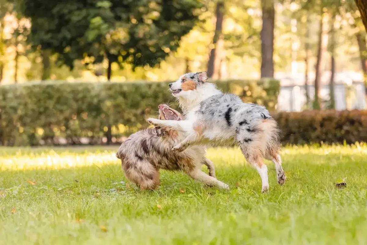 Deux chiens se battent par jalousie dans un parc ensoleill&eacute;, leurs corps s'entrem&ecirc;lant dans un jeu anim&eacute; sur l'herbe verte.