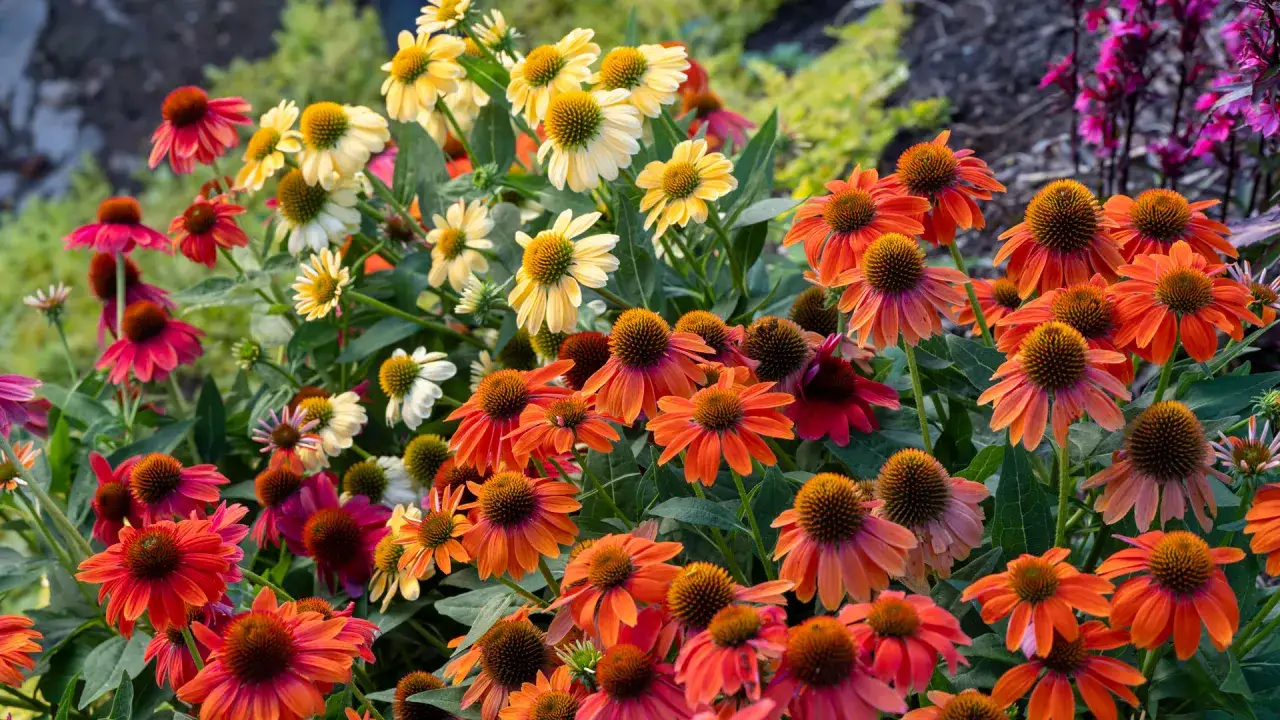 Magnifique parterre d'&eacute;chinac&eacute;es en pleine floraison, aux teintes vibrantes d'orange, de rose et de jaune.